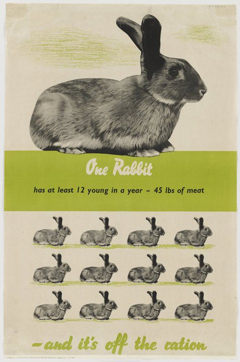 One Rabbit.jpeg